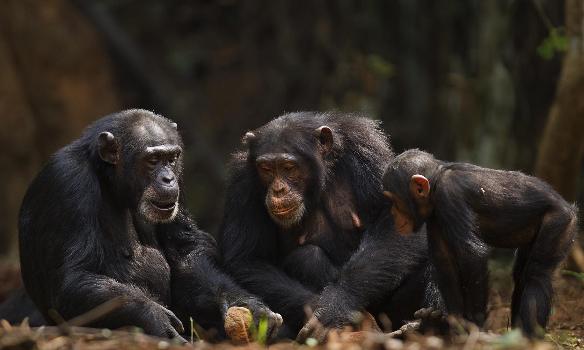 Three wild chimpanzees of varying ages gather and use rocks to crack nuts.
