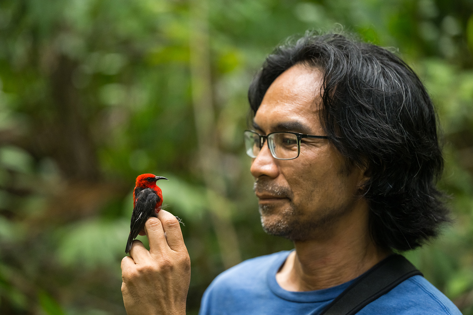 A man looks at a small red bird as it perches on his hands.