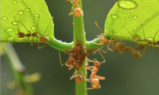 ants on leaves