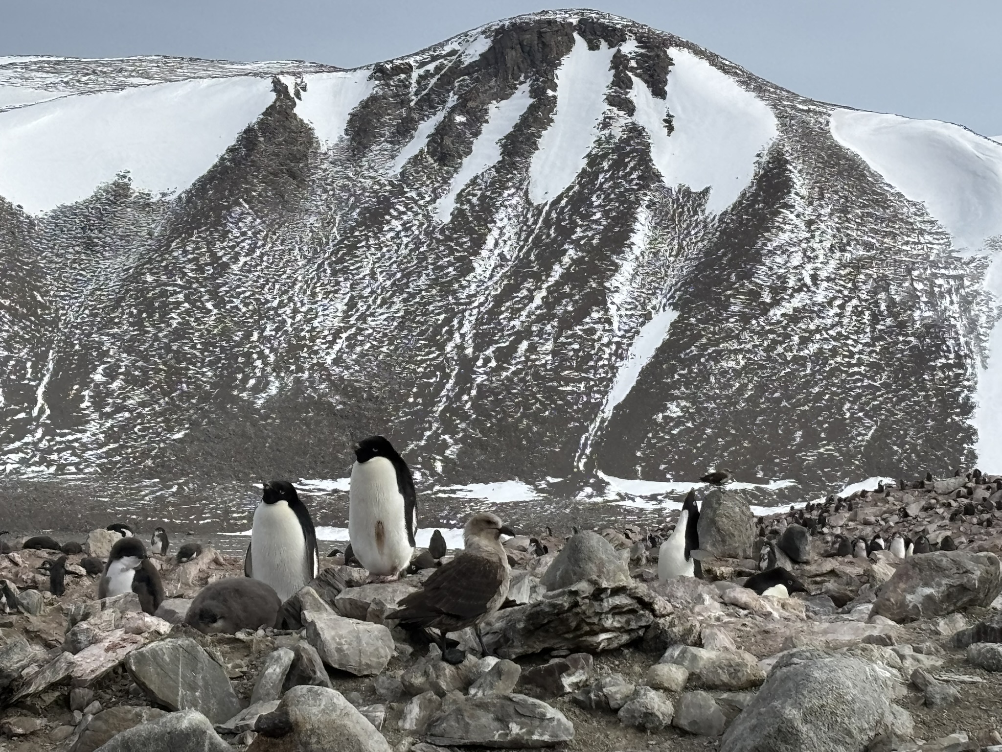penguins at Mario Zuchelli station