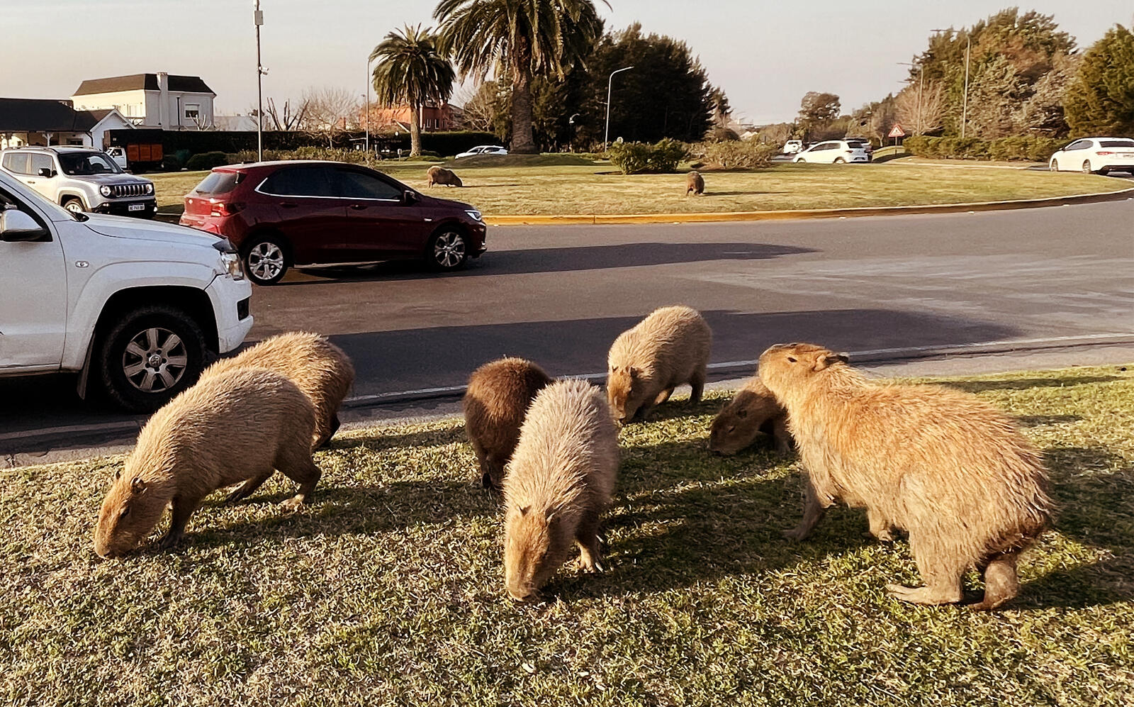 Cabybaras in Buenas Aires